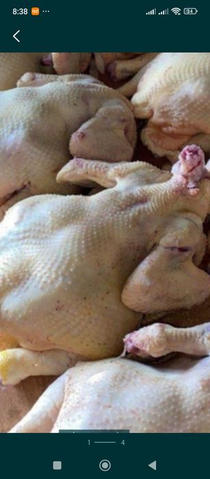 Продам мясо бройлера