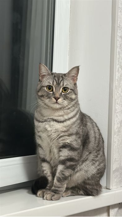 Отдам кота скоттиш страйт 1 год