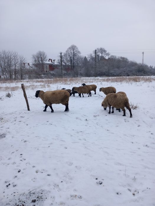 Vând 5 oi suffolk  ai 1 berbec