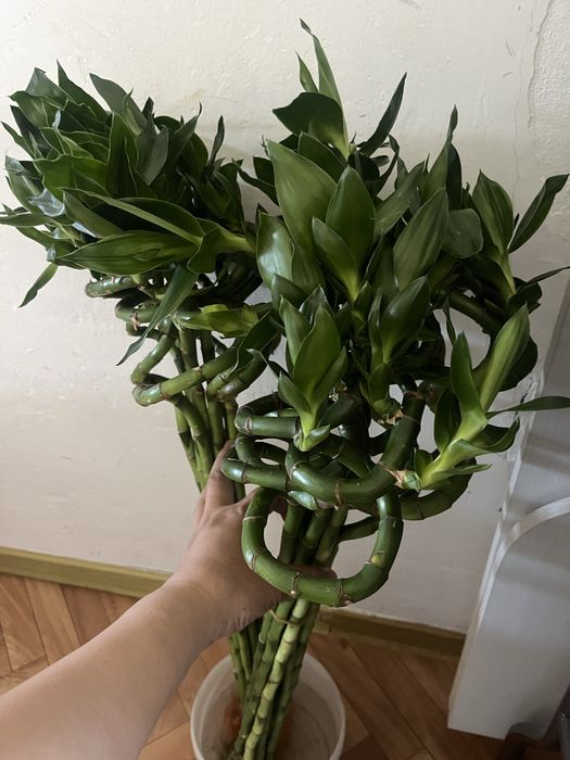 Комнатные растения