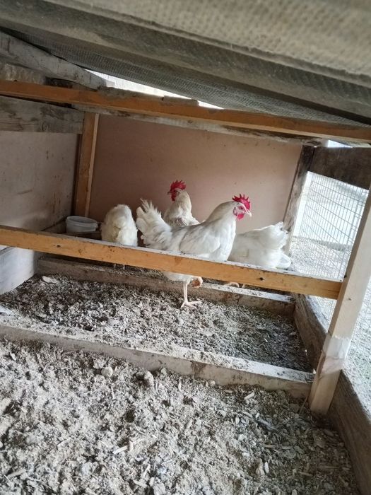 Loman sendin tovuqlar