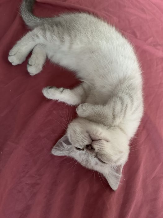 Бір топ қаралар қаншықты ол жылағанша сиқты