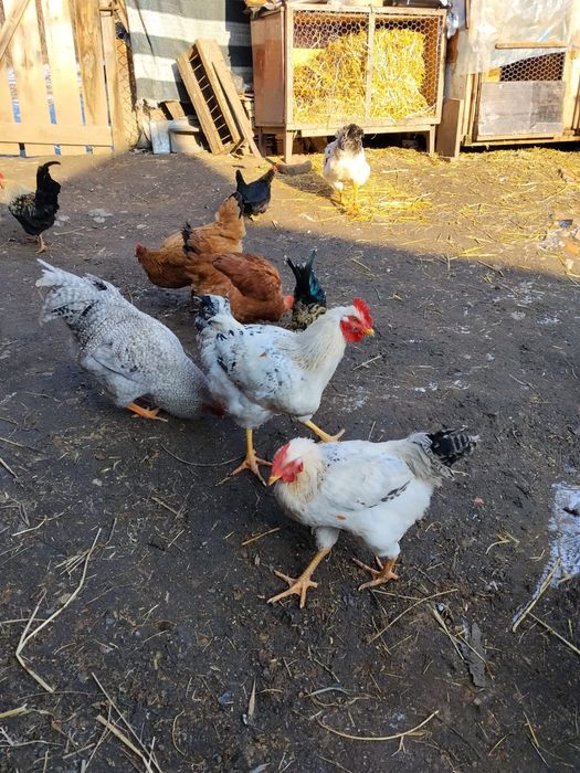 Vând cocoși și cocoși pitici