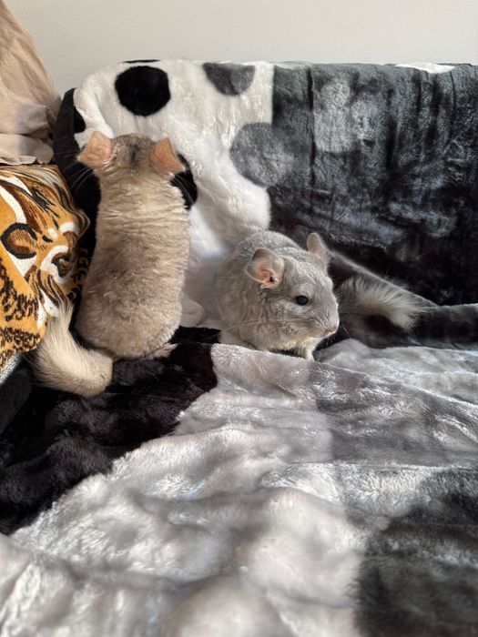 Chinchilla de vanzare