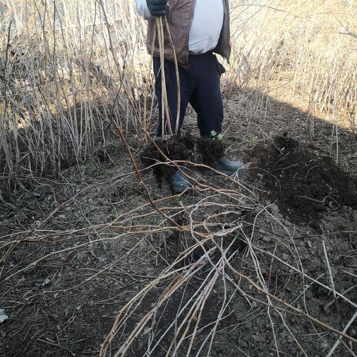 Саженцы малины красная шапочка