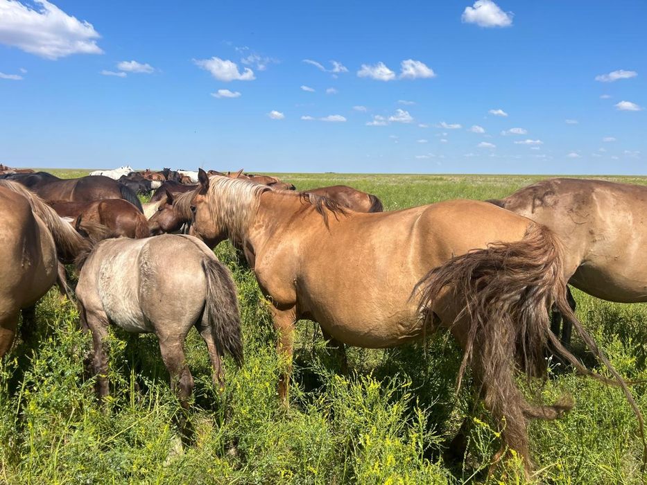 Лошади с жеребятами