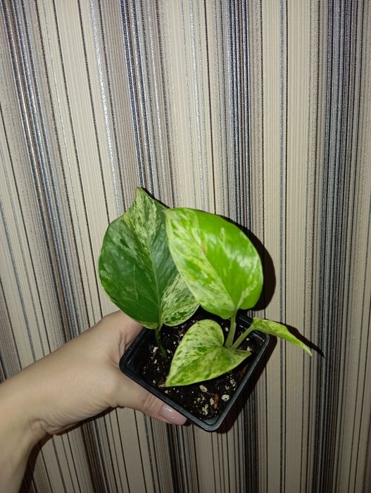 Продам Эпипремнум Марбл квин