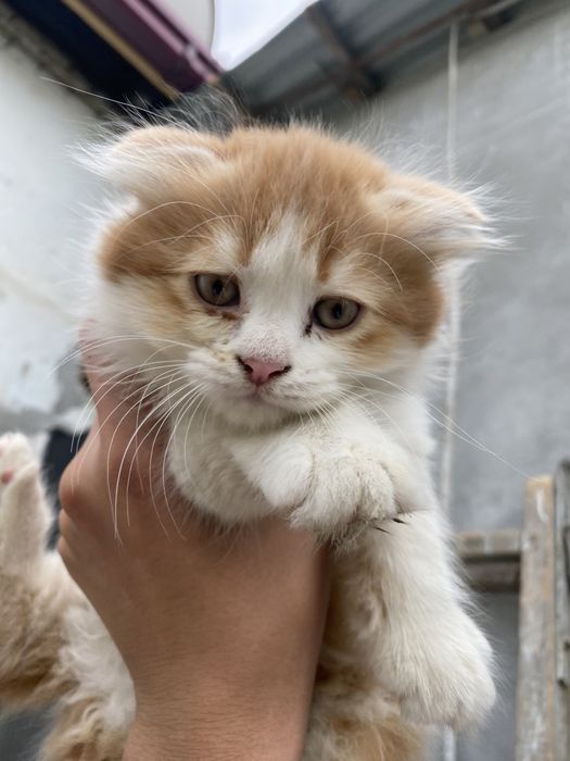 Котята пародисток вислоухий