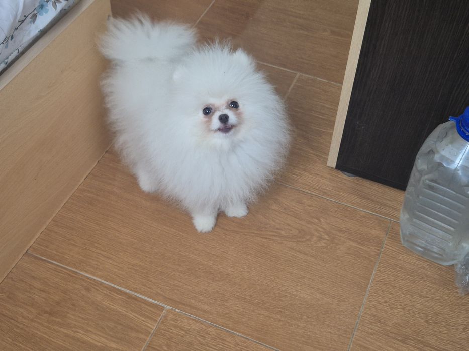 Три  момчета померани