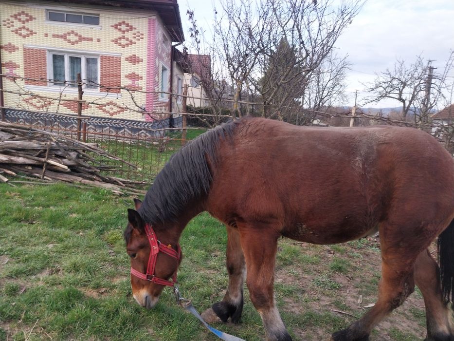 Schimb armasar de Un an si o luna