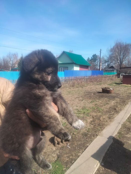 Щенки в добрые руки