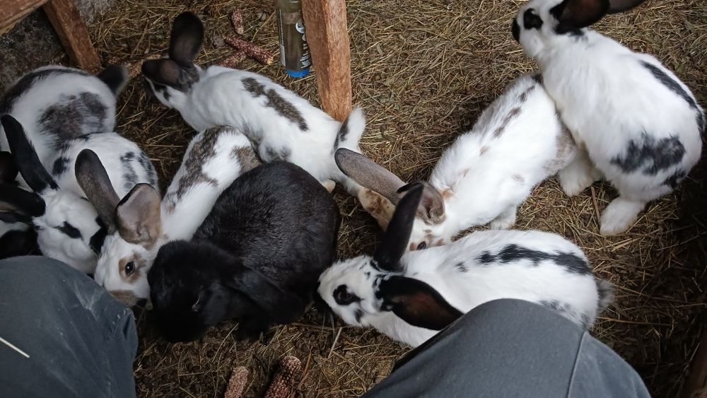 Vând iepuri fluture