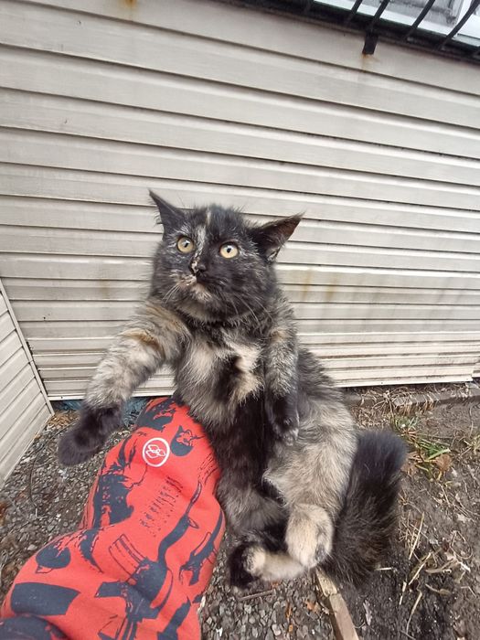 Мохнатое счастье