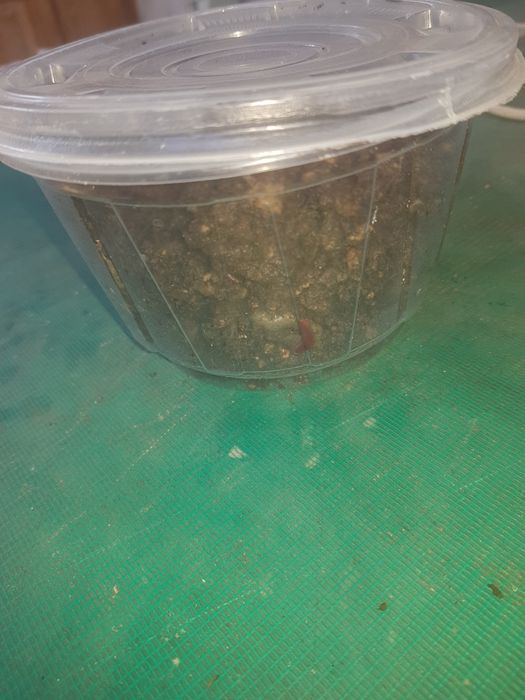 Черви для рыбалки от 70 шт +- 10