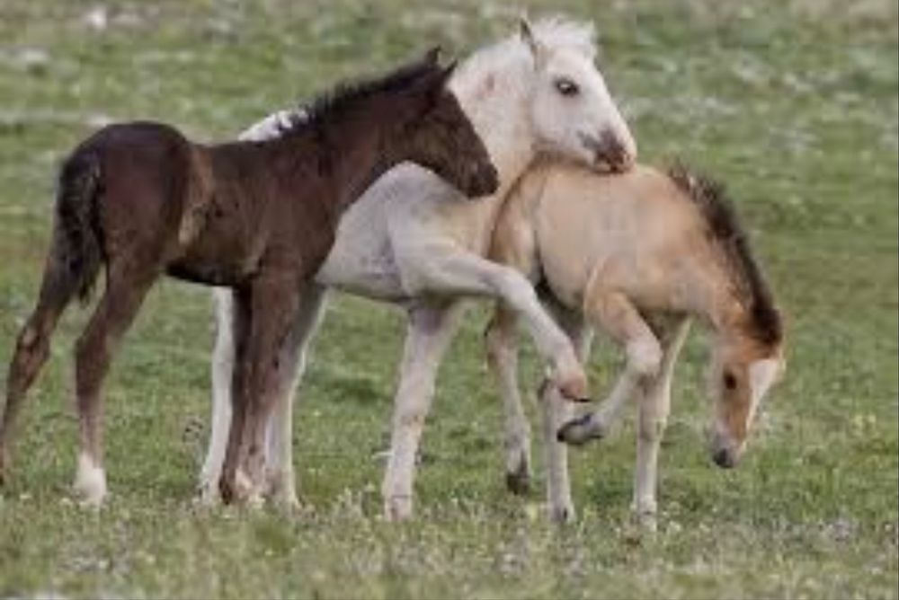 Оптом жабагы жеребята бие кобылы