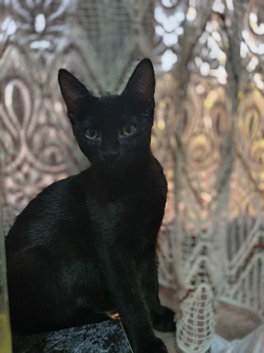 Отдам в хорошие руки котика.