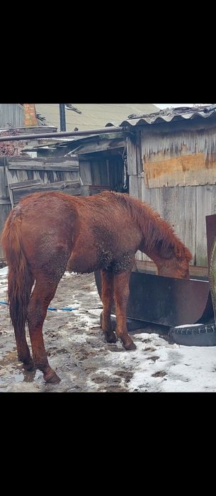 Продам лошадей .