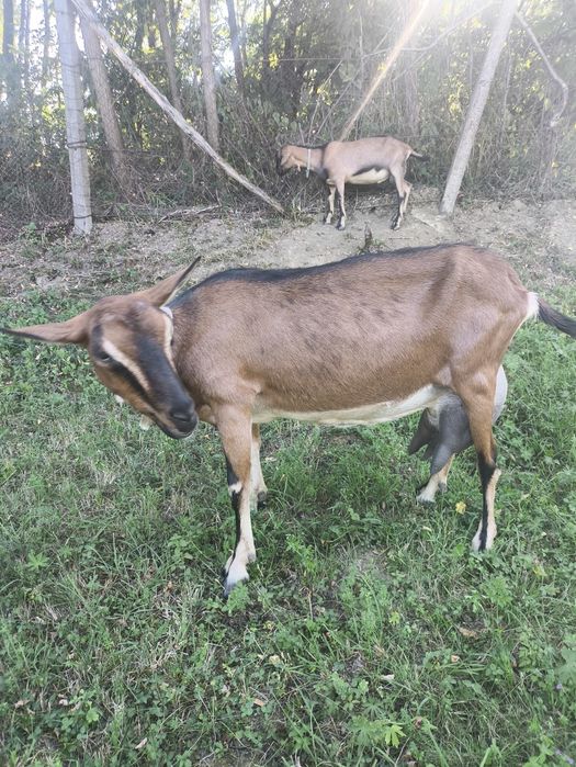 Capră alpină foarte bună de lapte