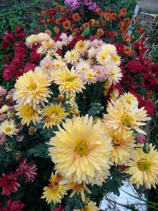 цветы хризантемы и флоксы