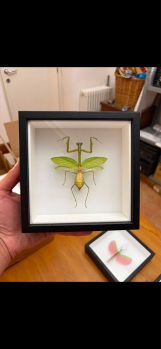 Rare Praying Mantis Butterfly Framed Insect Art Cadou Inedit Fluture Mantis Rama Decor Exotic 90 Euro Praying Mantis Butterfly Framed Art entomologice