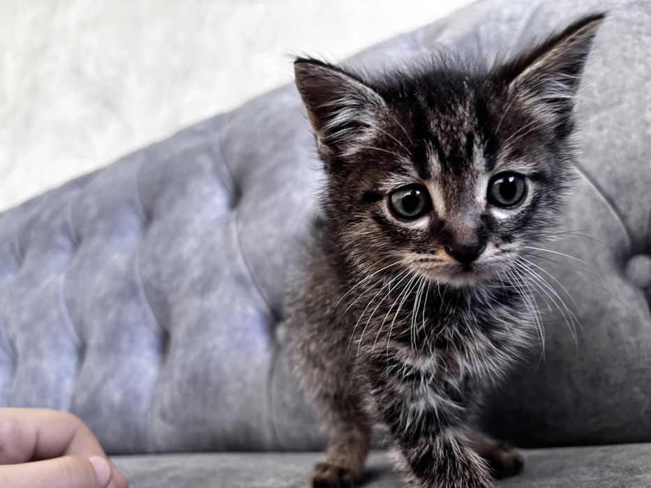 Котенок мальчик красивый