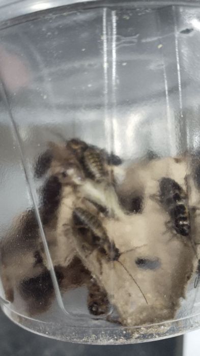 Сверчки живой корм для рептилий и животных.