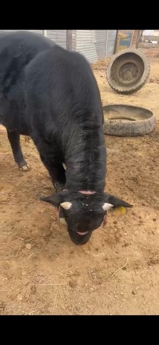 Бука сатылады жемде турган