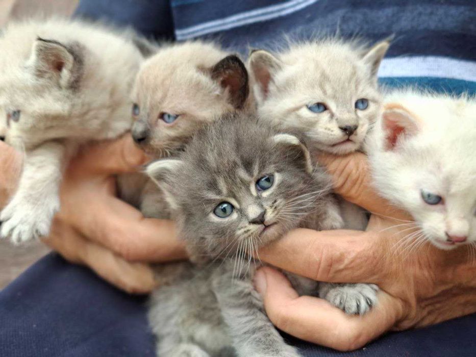 Сотилади. Сиам мушук боллари