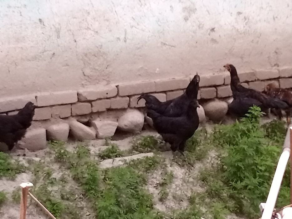 Qora uxayli zotli tovuq, xuroz