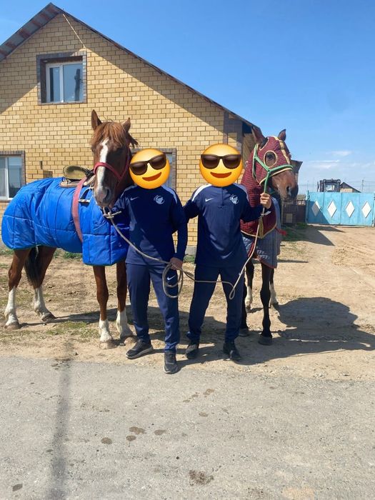 Продам жеребца Айгыр