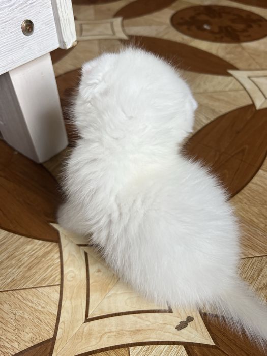 Кошечки веселоухи