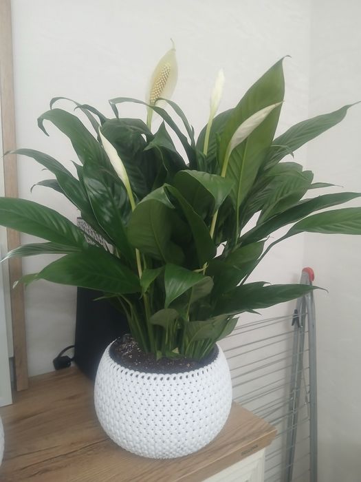 Цветы комнатные для дома и офиса