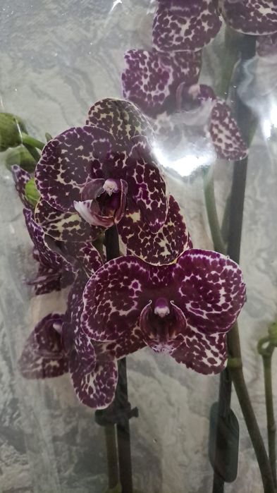 Орхидея дикий кот