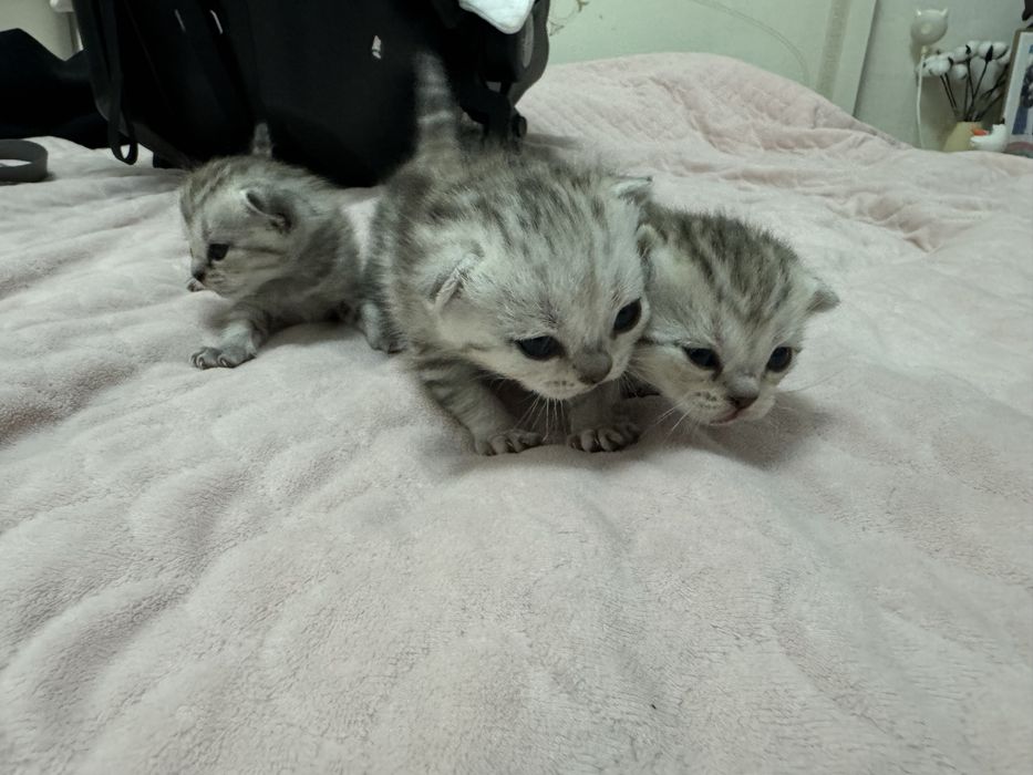 Продам Шотландских котят