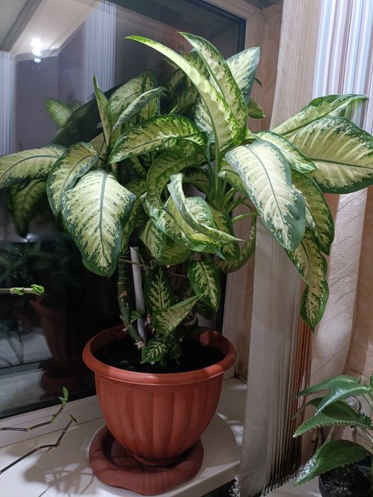 Диффенбахия, продам