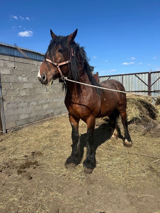 Продам жеребца 7 лет