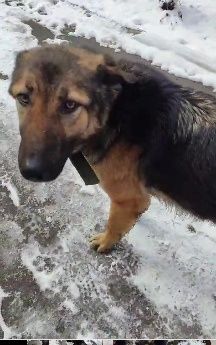 Собака овчарка . Хозяин откликнитесь.