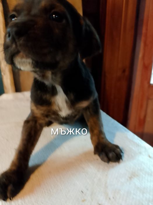 Подарявам кученца