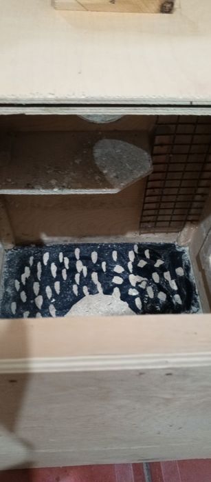 Ajileriya gnezdosi sotiladi