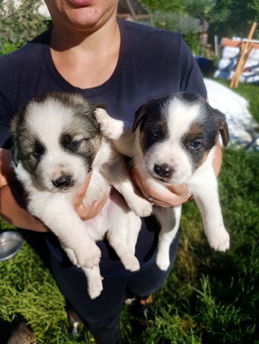 Căței spre adopție