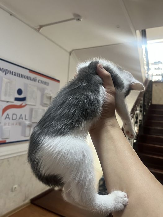 Отдам котенка девочка