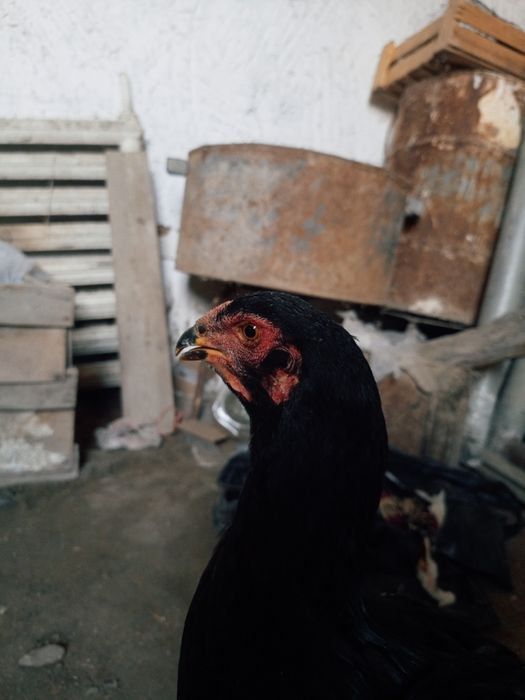 kulangi xoroz mokiyonlar