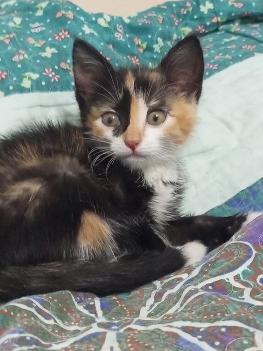 Котенок домашний за  999
