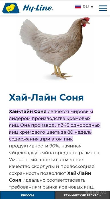 Хаммаси 100 % товук чикади. Сертухум Хай-лайн соня жужалари. Jojalar