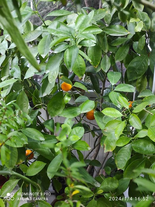 Продам саженцы плодовых деревьев