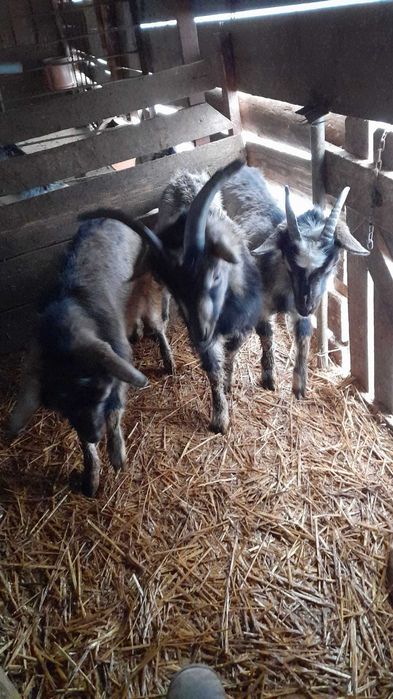 Iezi si capre de vânzare de vânzare 150-450 negociabil