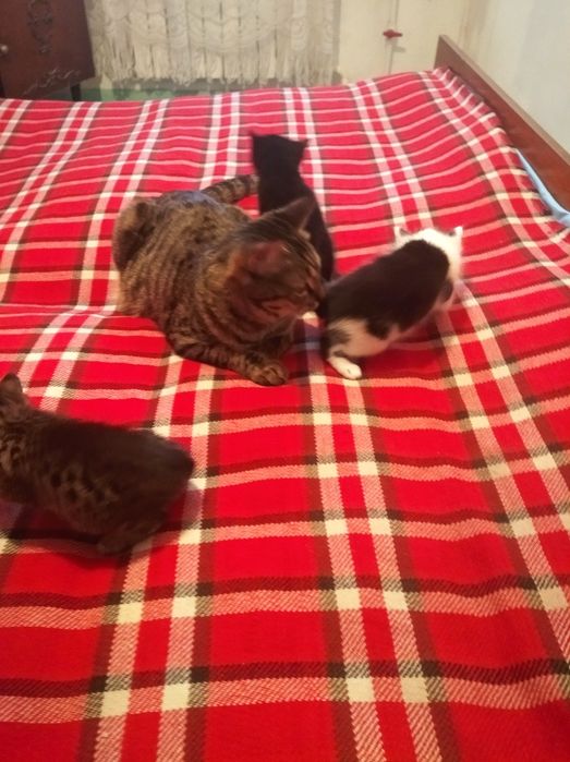 Отдаю котят порода благородная