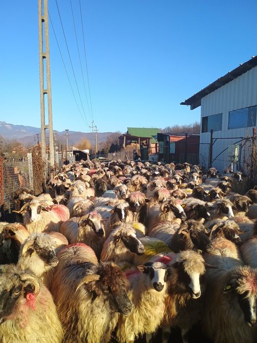 Oi de vânzare la Nr de telefon