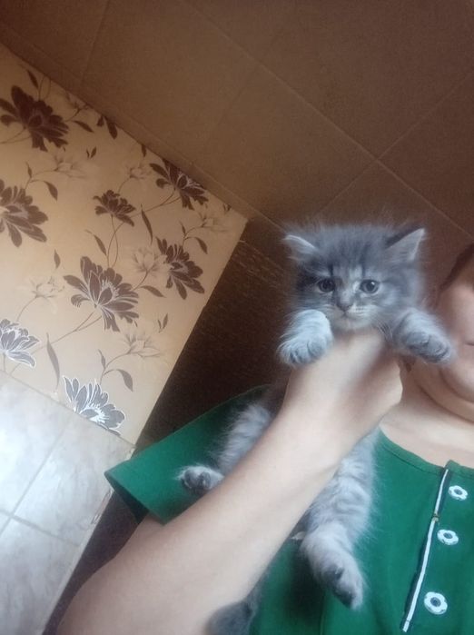 Шотланские Мальчик и девочка 1,2 месяца.