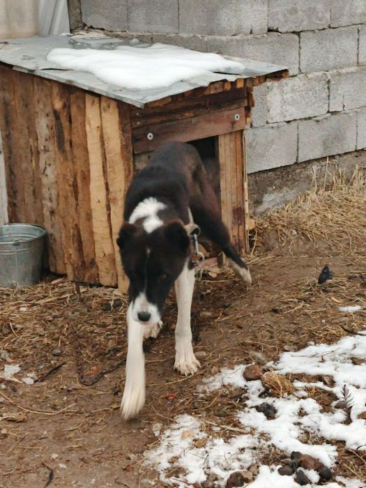 Alabay sotiladi 10 oylik kuchuk